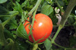 Pomidor na krzaku