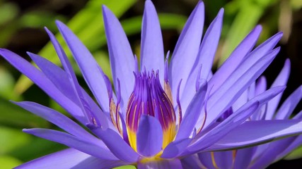 Wall Mural - Zoom in purple lotus blooming in pond. natural background. 
