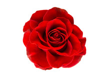 Red Rose Isolated