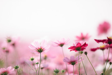 Wall Mural - cosmos flowers background in vintage style