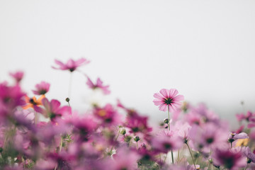 Wall Mural - cosmos flowers background in vintage style