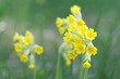 Closeup of yellow cowslip flower (latin name: Primula veris), green background