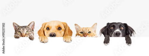 Fotografía Dogs and Cats Peeking Over Web Banner