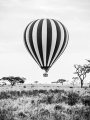  Gorące powietrze balonowy lądowanie w afrykańskiej sawannie. Obraz czarno-biały.