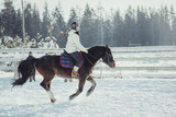 Fototapeta  - Winter jump horse ride jumping