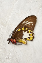 Exotic Butterfly Specimen