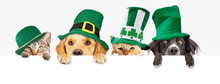 St Patricks Day Dogs And Cats Over Web Banner