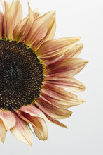 Cropped Sunflower