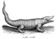 Crocodile with open mouth and erect tail in side view (after a historical woodcut or engraving from the 17th century)