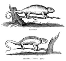 Two Different Chameleons Sitting On Branches (after A Historical Woodcut, Engraving, Illustration From The 17th Century)