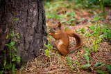 Fototapeta Paryż - A red squirrel stands near a tree with a nut.