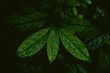 tropical leaves in a jungle, dark and moody shot can be used as background