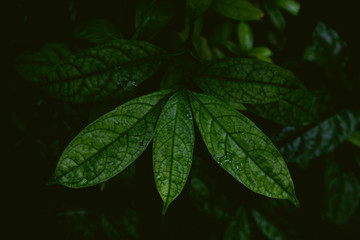 Wall Mural - tropical leaves in a jungle, dark and moody shot can be used as background