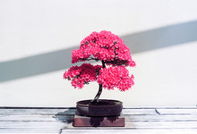 Colorful Pink Azalea Bonsai Tree In Bloom