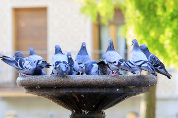 Pigeons drinking and bathing in Segovia Spain