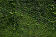 natural green leaves wall background, background concept, texture concept