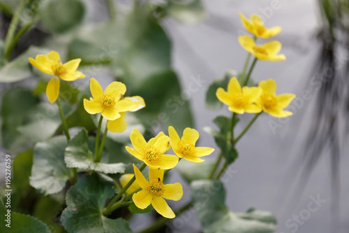 Zdjęcie XXL Zbliżenie żółty Marsh nagietka lub Kingcup kwiat (łacińska nazwa: Caltha palustris)