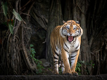 Sumatran Tiger Standing In A Forest Atmosphere.