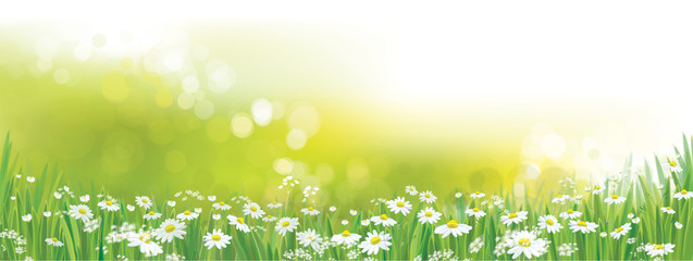 Wall Mural - vector nature background, daisy flowers field.