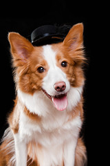 Wall Mural - red Border Collie with small black hat looking at camera