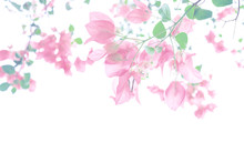Pastel Pink Bougainvillea Blooming And White Background