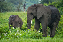 African Elephant Mother And Baby Browse Bushes