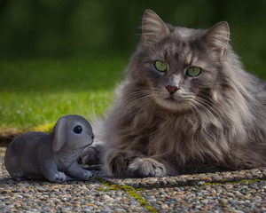 Wall Mural - Grey longhaired cat with a little bunny