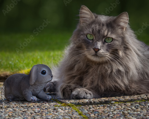 Grey Longhaired Cat With A Little Bunny Buy This Stock Photo And