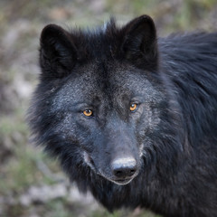 Wall Mural - Black Wolf Animal