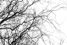 Naked Tree Branches On A White Background