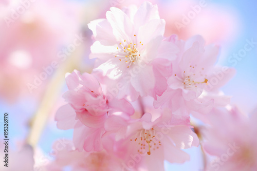 八重紅枝垂桜 クローズアップ 埼玉県 上尾市 日本 Buy This Stock Photo And Explore Similar Images At Adobe Stock Adobe Stock