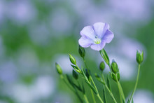 Flax Field Blooming, Flax Agricultural Cultivation.