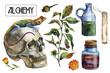 Watercolor attributes of alchemy. Medicinal herbs.