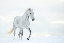 Dapple Gray Horse In Winter