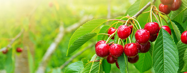 Wall Mural - Cherries hanging on a cherry tree branch.