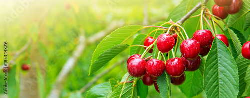 Fotomural Cherries hanging on a cherry tree branch.