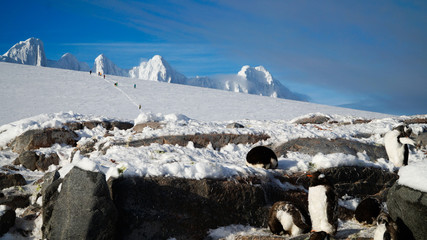 Gentoo penguins on snowy Wiencke Island in Antarctica..