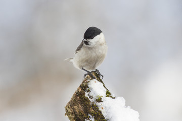 Wall Mural - marsh tit (Poecile palustris) in winter in frosty weather