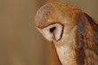 Portrait of a Common Barn Owl / Bird and wildlife photography 