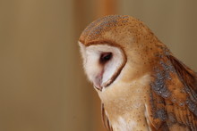 Portrait Of A Common Barn Owl / Bird And Wildlife Photography 