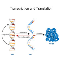 Wall Mural - DNA Replication, Protein synthesis, Transcription and translation.