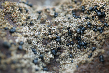 beautiful nature detail - macro photography of light balanus on a brown rock  on atlantic coastline with natural sunlight 