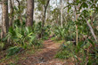 A path leading through the forest in Florida. Palmettos and trees line the trail.                      
