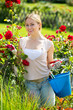 Blond woman taking care of red rose bushes