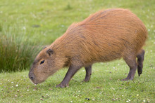Capybara Or Hydrochaeris