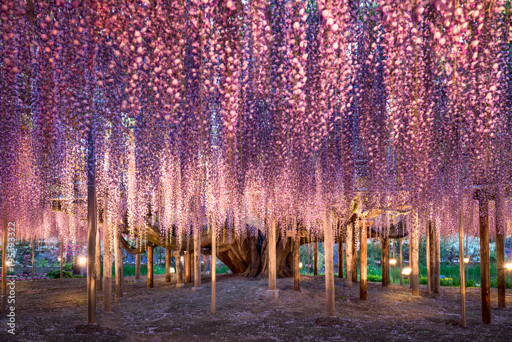 Wisteria Blauregen im Ashikaga Flower Park, Japan Stock Photo | Adobe Stock