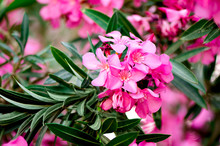 Blooming Pink Oleander Flowers Or Nerium In Garden. Selective Focus. Copy Space. Blossom Spring, Exotic Summer, Sunny Woman Day Concept.