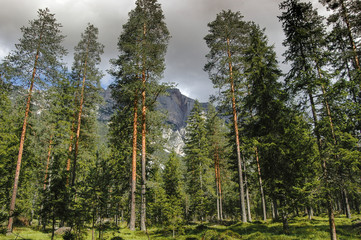 Scots pine forest