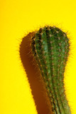 Fototapeta Maki - Cactus.fahion image.Green cactus on yellow background.Copy space.Visual Art