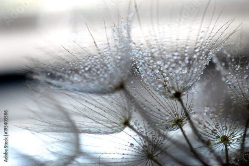 Fotomural  TARAXACUM. DIENTE DE LEÓN, SEMILLAS EN DISPERSIÓN, POLINIZACIÓN.